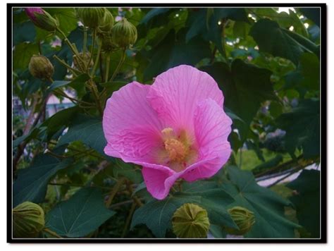 芙蓉用途|芙蓉(錦葵科植物):形態特徵,生長環境,分布範圍,主要價值,藥用價值…